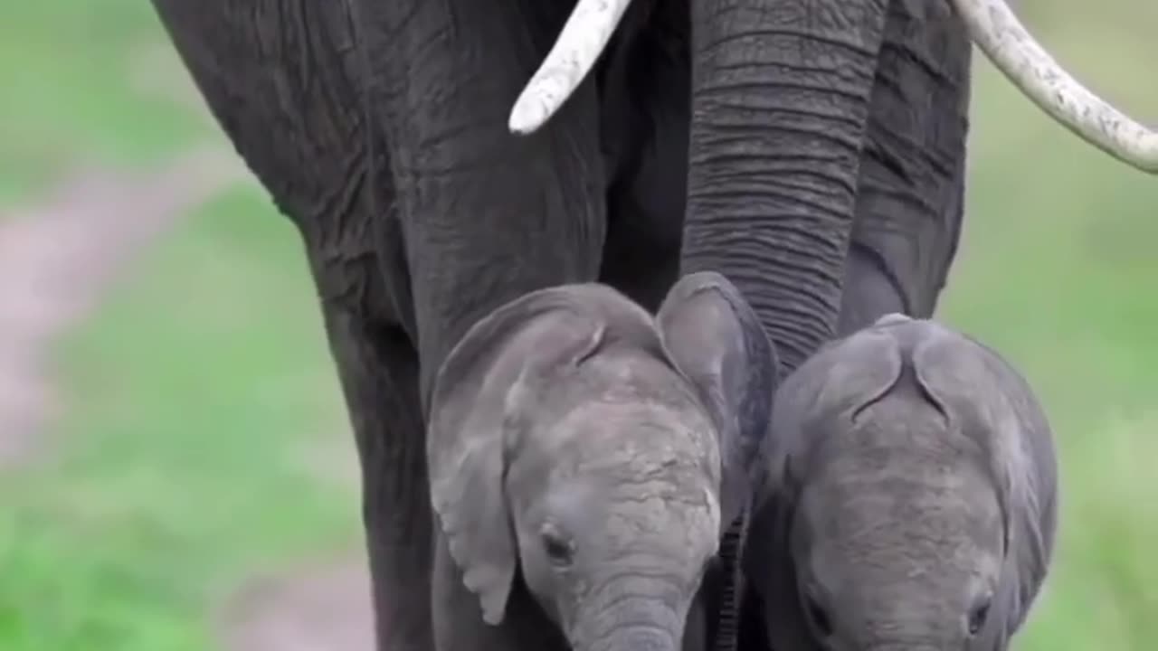 Cuteculf #Elephant #Babyes