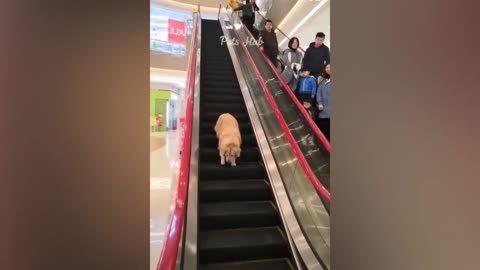 Funny cats and dogs funniest animals funny video of pets❤️🐶