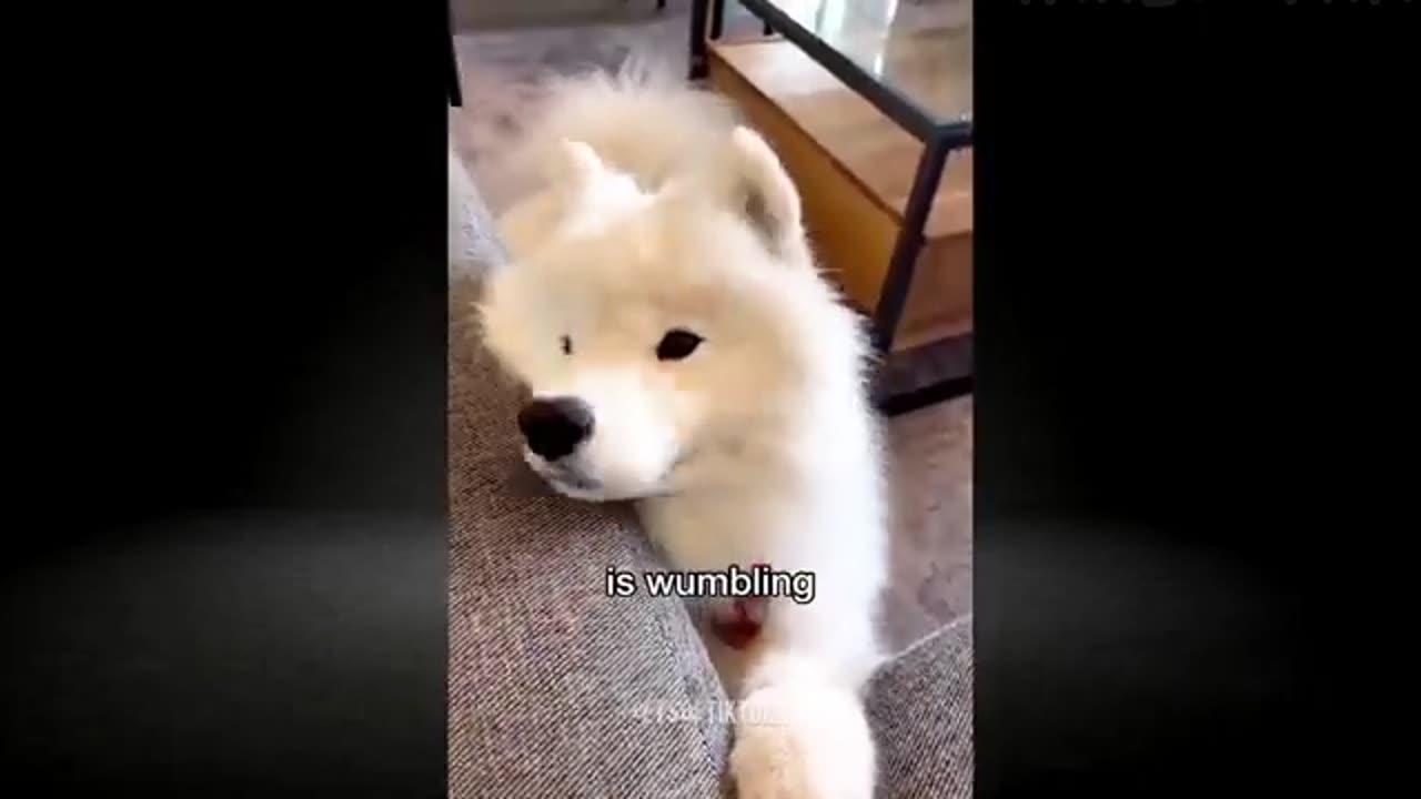 funny animal dogs and cats video 2022