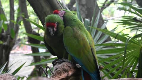 One of the most beautiful parrots in the world😻❤