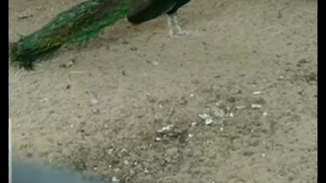 A beautiful peacock climbs to the tree