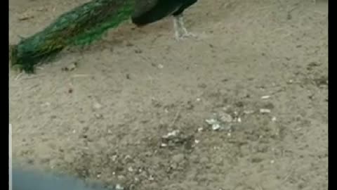 A beautiful peacock climbs to the tree