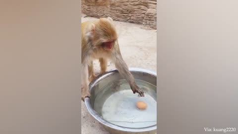 Best animals funny video Try to 100% laughing