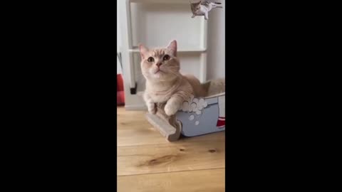 New Funny Animals Video, Cats and Dogs | Clumsy Cats and Dogs Fails