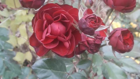 Your Burgundy Roses