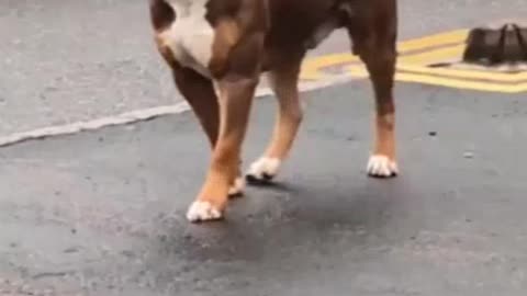 Dog lovers