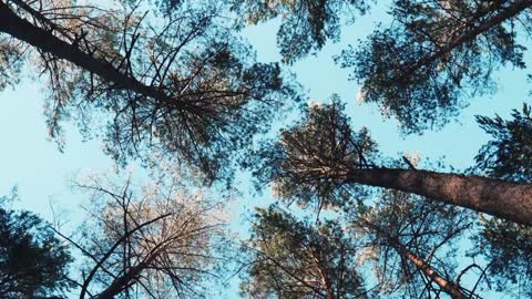 under the trees