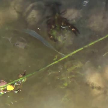 Signal crayfish swimming in a river / Beautiful crayfish filmed from a bridge.