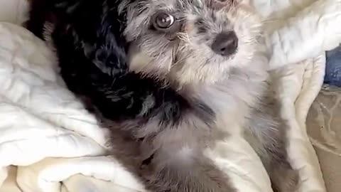 Little oreo sings a song (ig