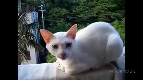 Funny cats complitation