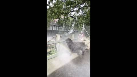 Newfies love getting splashed by water park ride