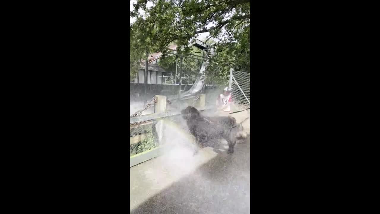 Newfies love getting splashed by water park ride