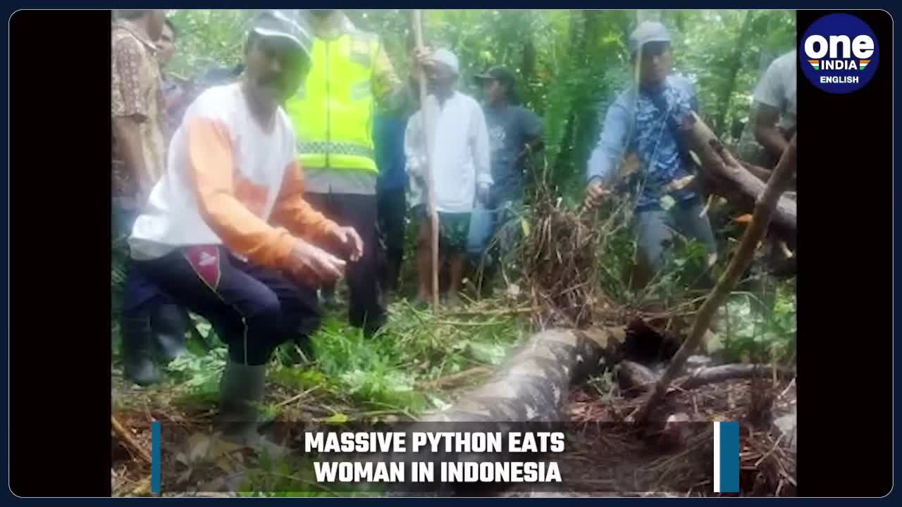 Massive python eats elderly woman in Indonesia, pics of the snake go viral | Oneindia News *News
