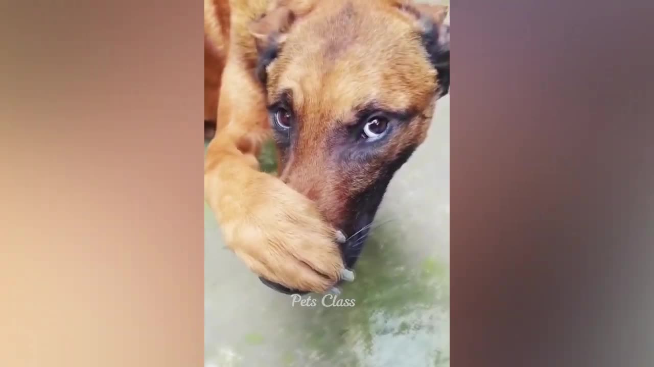 Best funny cat and dog moments