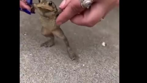 Cute animal clips