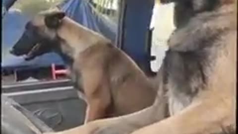 Dog drivers