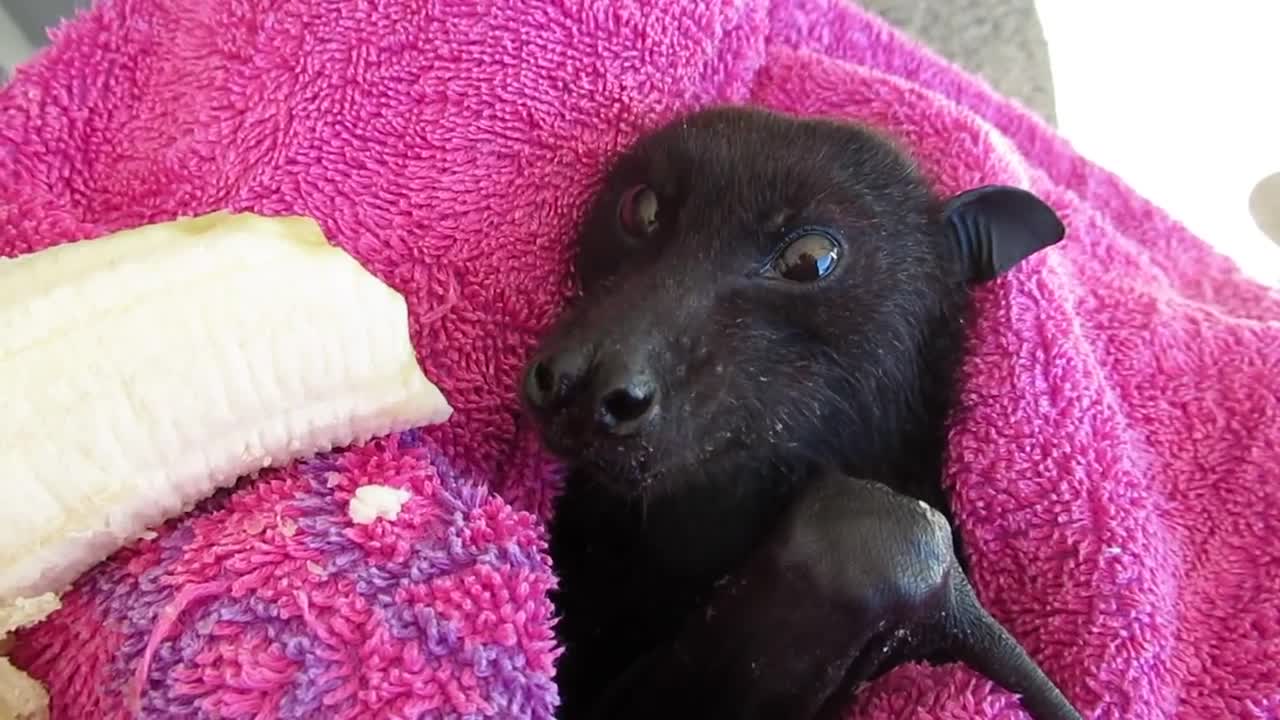 Please don't take my banana away!