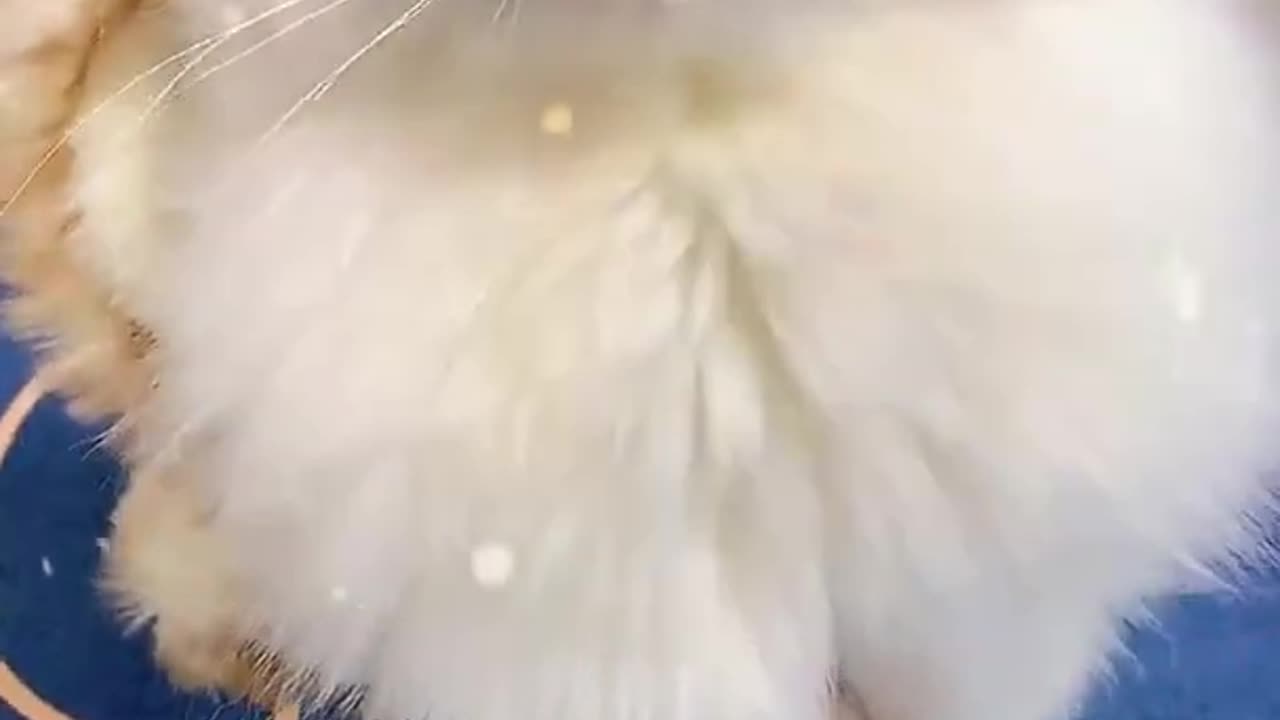 Aww Cute Cats Videos😹😹😸😸😸😽😽