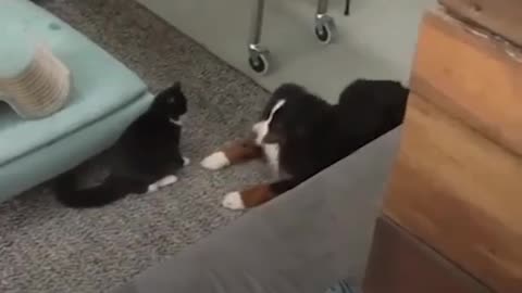 this dog met this kitten, they’ve been playing together in the MOST adorable way.