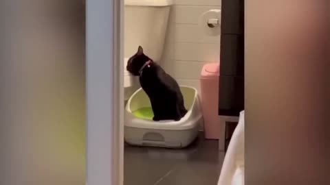 Funny Animal videos guaranteed to make you laugh #25