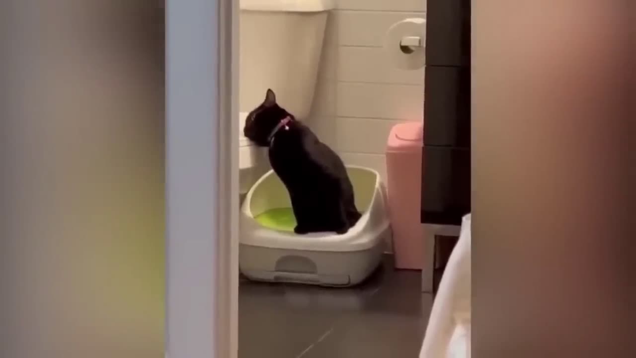 Funny Animal videos guaranteed to make you laugh #25
