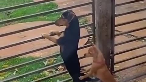 Best cute and funny cats and dogs.