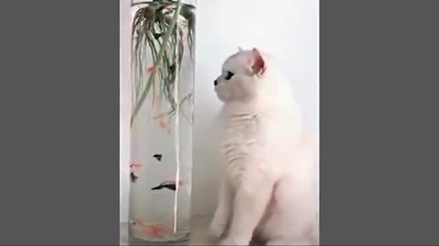 10 Minutes of Funny Cat Behavior Videos Make You Laugh Out Loud