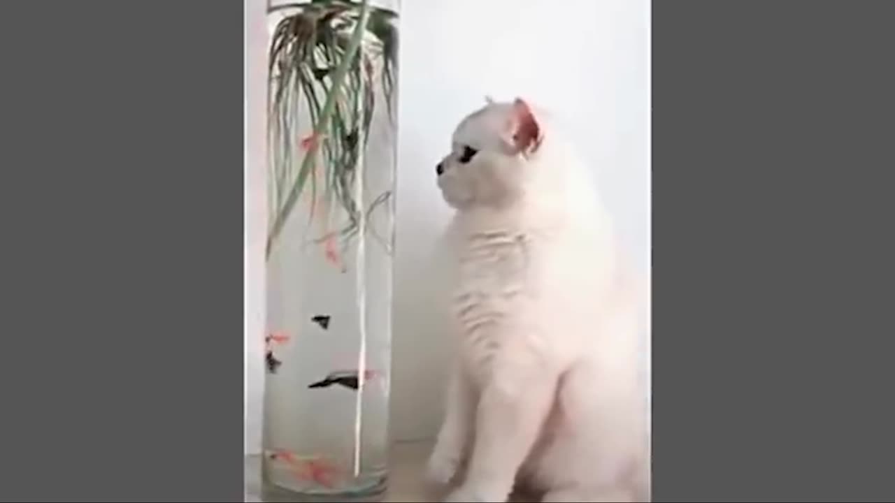 10 Minutes of Funny Cat Behavior Videos Make You Laugh Out Loud