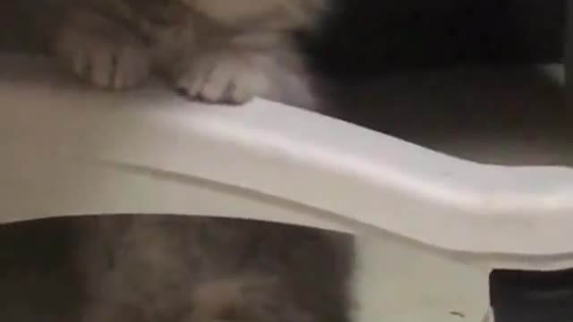 Sleepy kitten - super cute