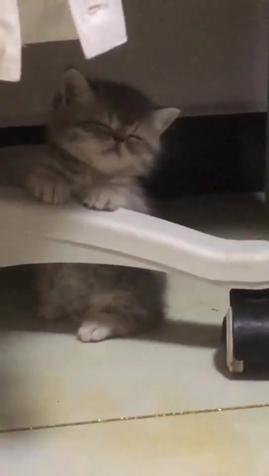 Sleepy kitten - super cute