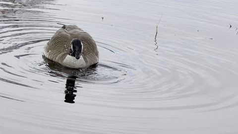 The goose and its shadow