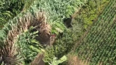 Police drone caught a suspected arsonist in Calabria, southern Italy