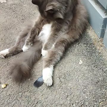 Cat Tema is grooming himself😻