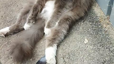 Cat Tema is grooming himself😻