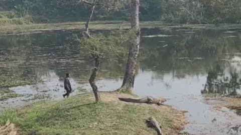 Crocodile V/s Nashedi viral video