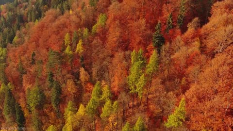 ANIMALS and NATURE 8k ULTRA HD with Names and Sounds