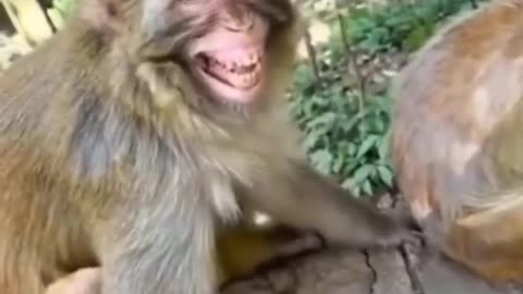 Funny animals turtles best funny moments