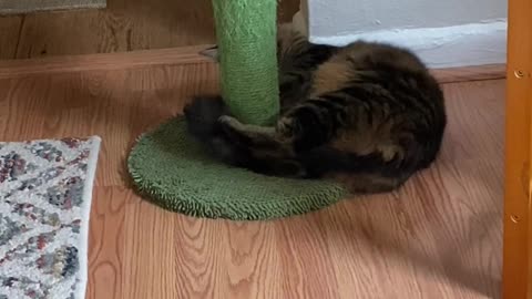 Meet the Round Cat Master of Fun!