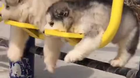 Short dogs 🐶 swing so cute 🥰