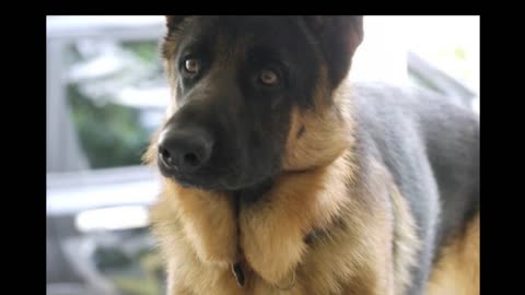 Dog sound Dog barking