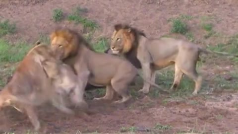 Are these lions fighting for food? Eventually the food ran away