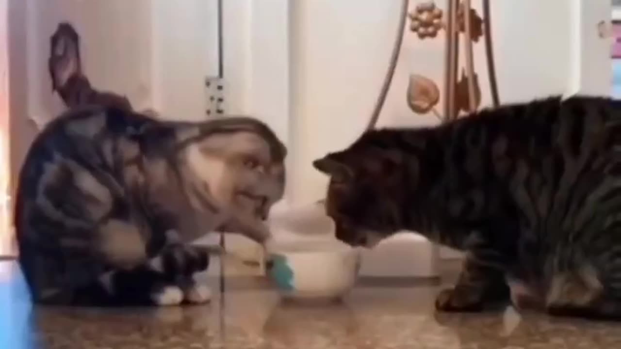 How do you show love and respect to animals?
