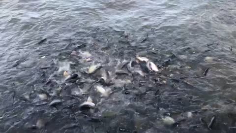 Millions of catfish on the Chao Phraya River in Thailand