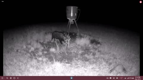 What's this pig weigh? 5/13/2023