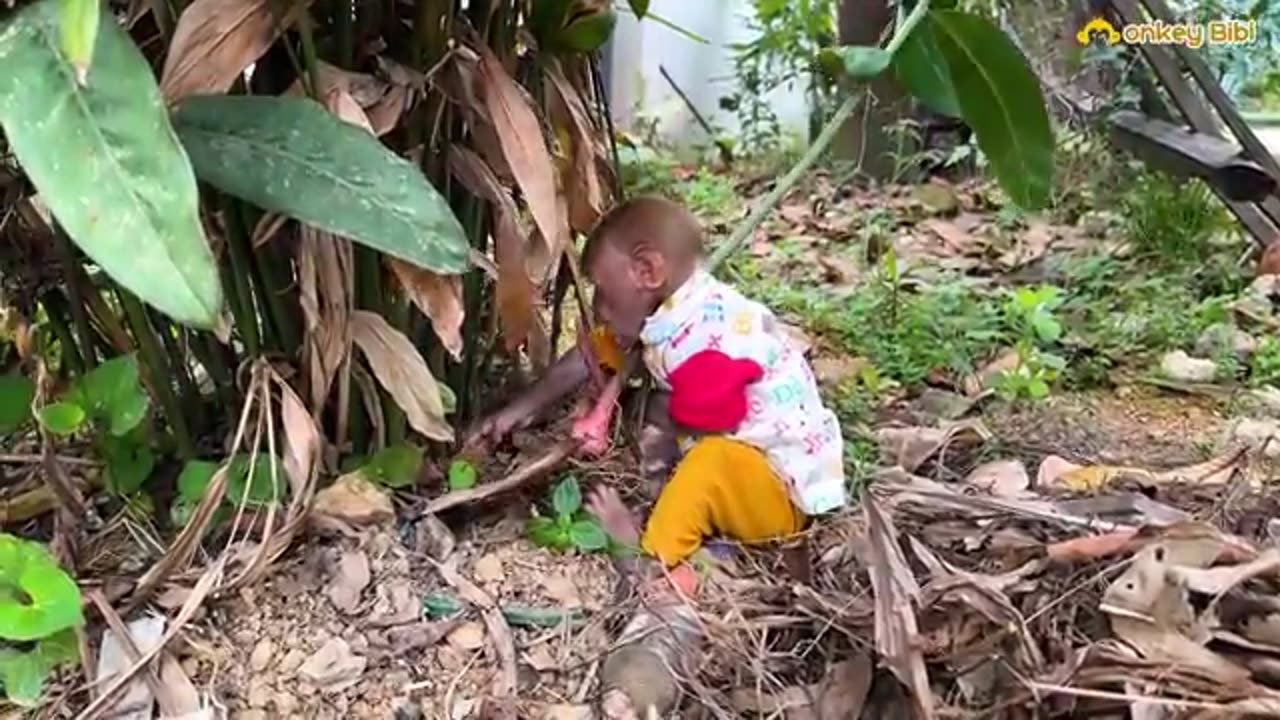 Bibi harvest to make to herb to dad to help carefull