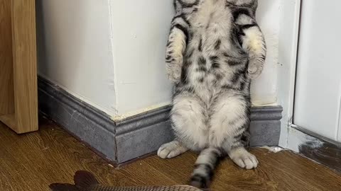 Cute cat Baby is not catching up fish