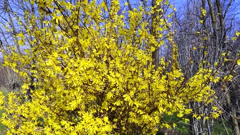 The beauty of nature with flower, a view like heaven