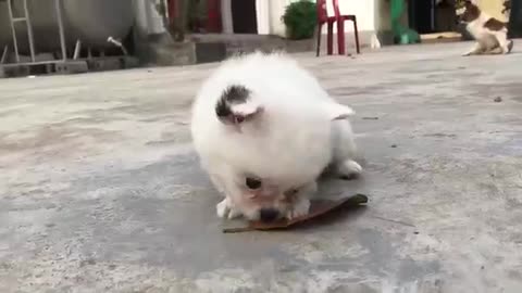 Cute dogs playing 🐶