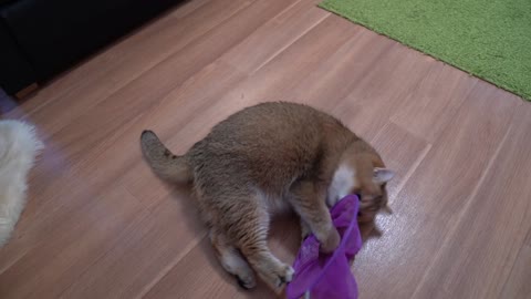 Butterfly net for a cat