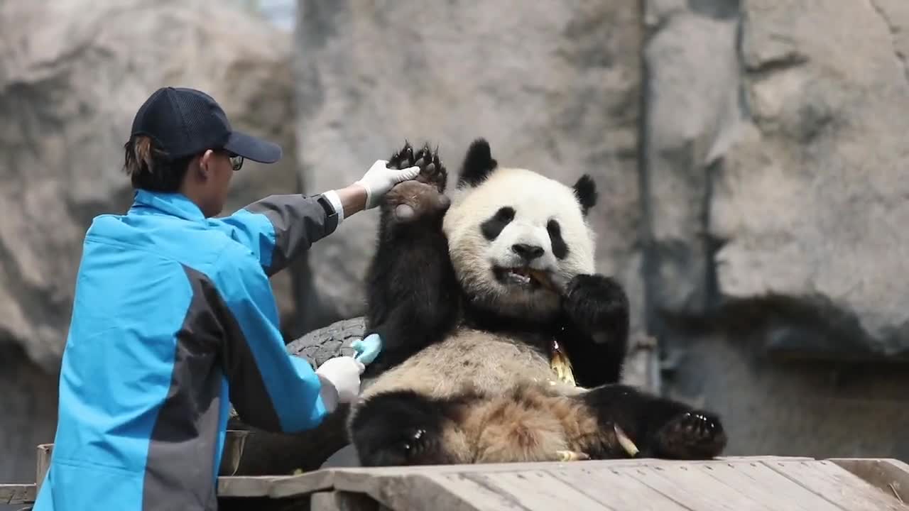 The giant panda